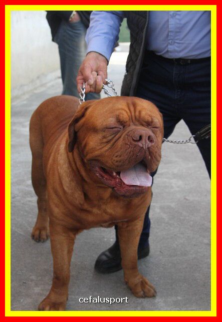 180311 mostra_canina 206.jpg